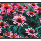 tapis-de-sol-personnalise-entre-floral-purpurea